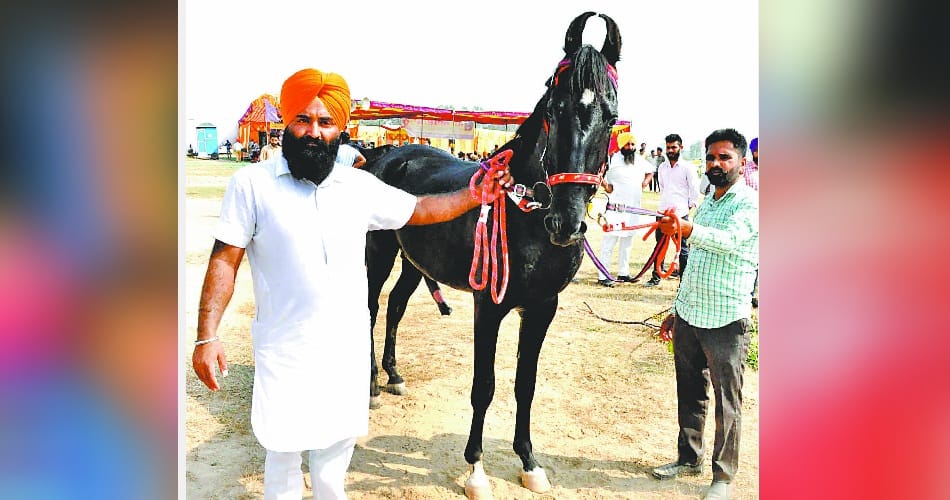 honeypreet at cattle fair at chappar chiri mohali