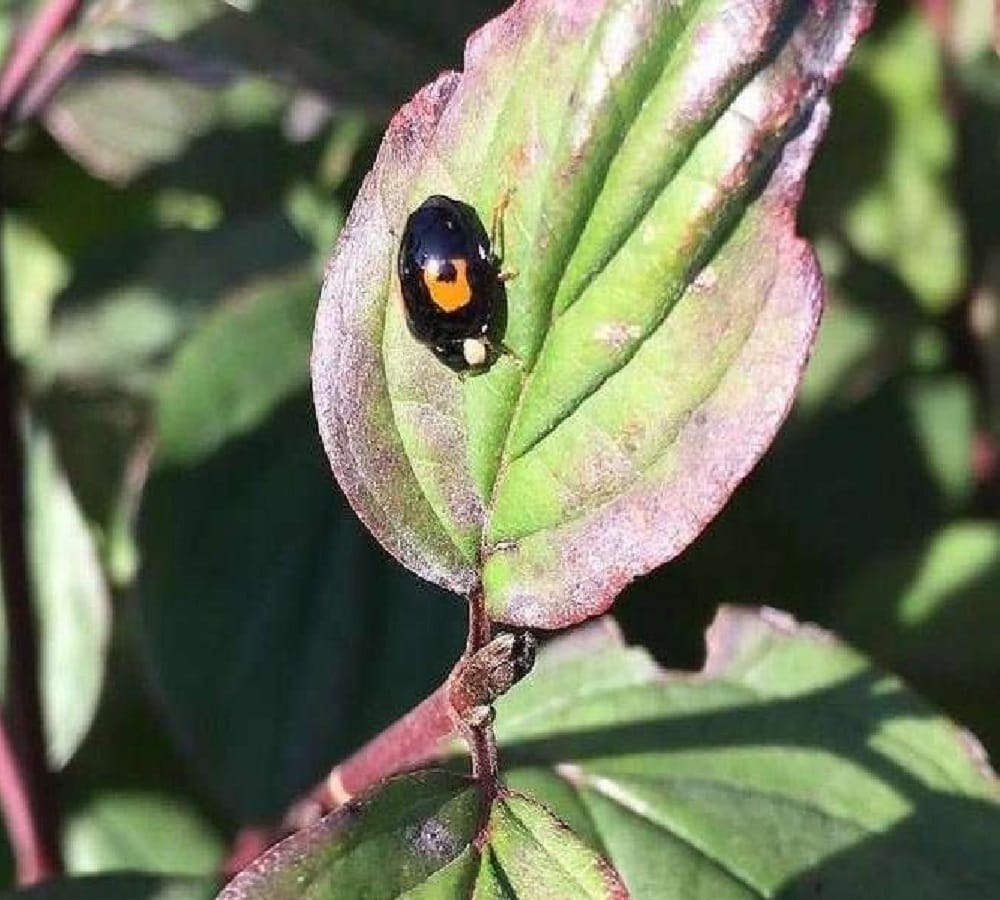 Harlequin ladybird terror in britain Because of rumors