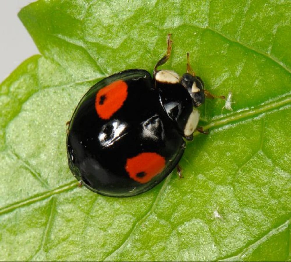 Harlequin ladybird terror in britain Because of rumors