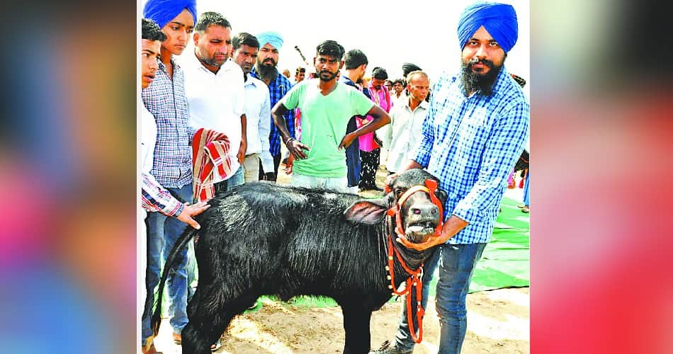 honeypreet at cattle fair at chappar chiri mohali
