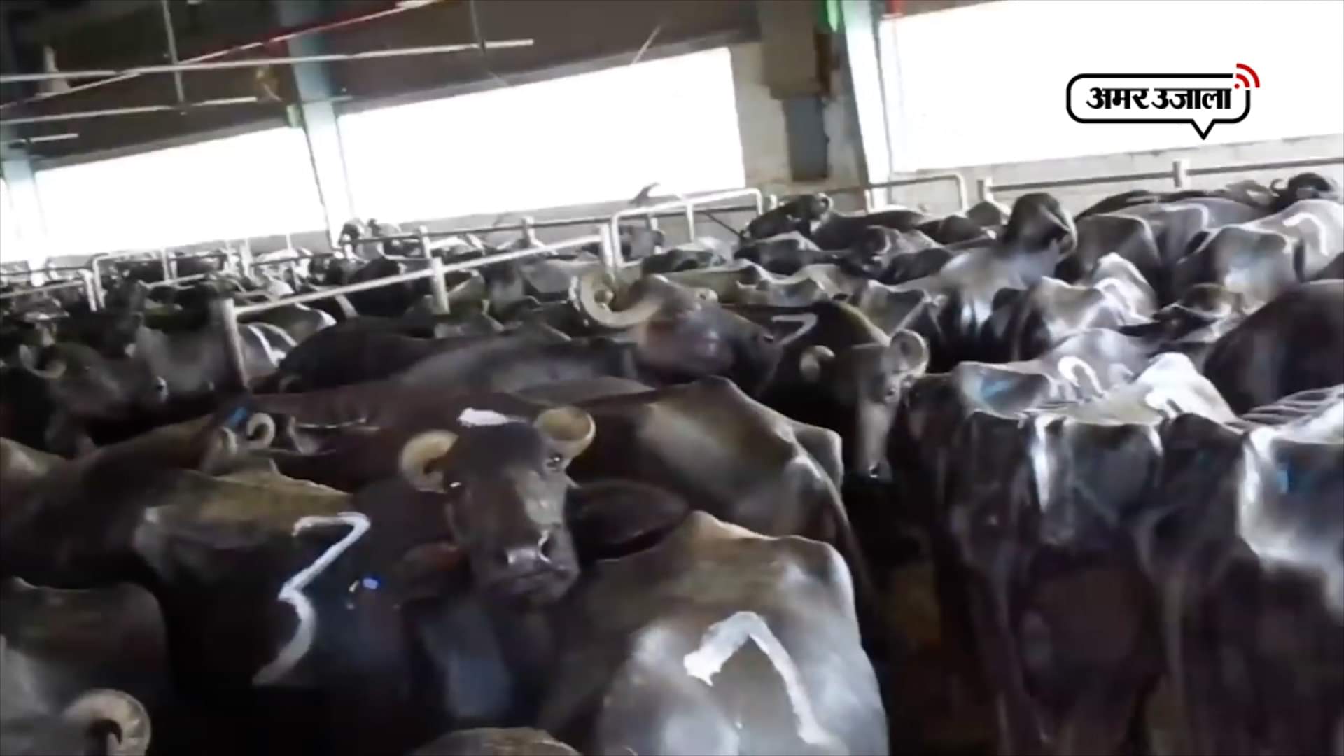 मीट कंपनी