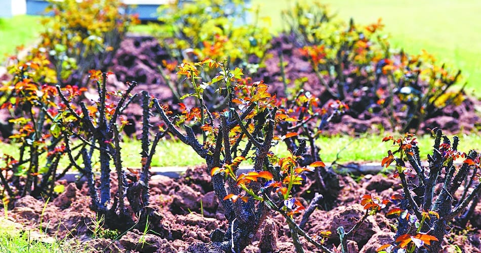 rose garden chandigarh ground report