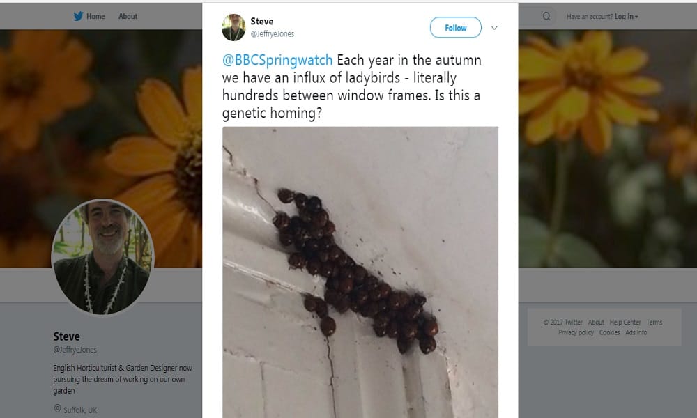 Harlequin ladybird terror in britain Because of rumors