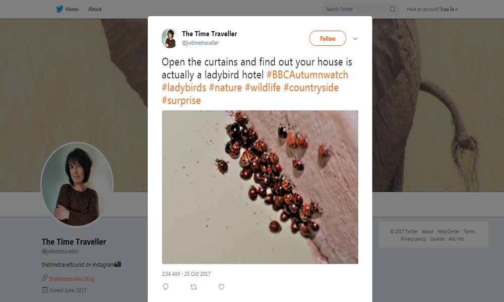 Harlequin ladybird terror in britain Because of rumors