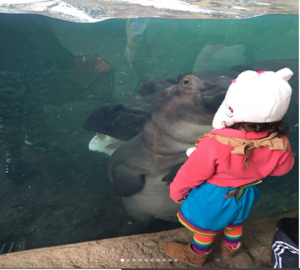 pictures viral of boyfriend girlfriend on social media due to a baby hippo