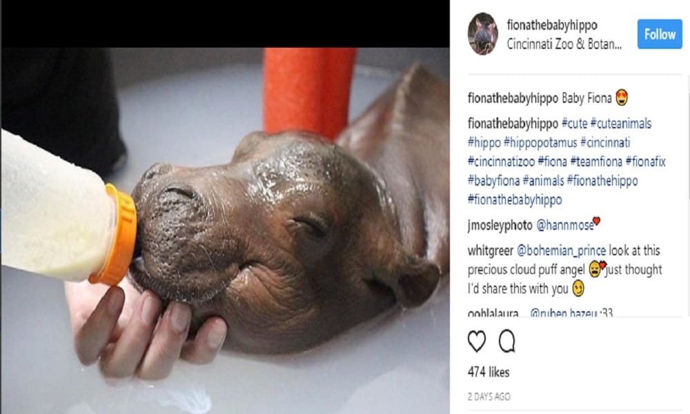 pictures viral of boyfriend girlfriend on social media due to a baby hippo