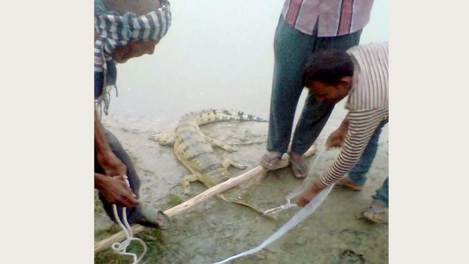 Crocodile Came out trapped into fishing net 