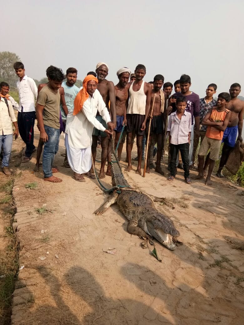 A crocodile caught in net during fishing