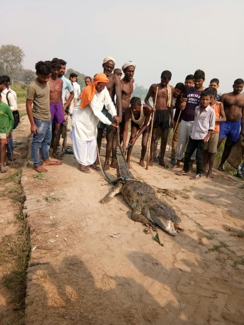 A crocodile caught in net during fishing