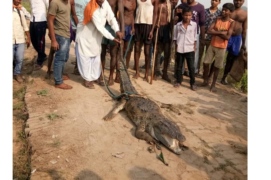 A crocodile caught in net during fishing