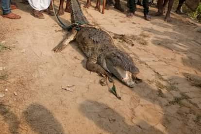 Villagers panic after appearance 10-ft-long crocodile in Vadodara