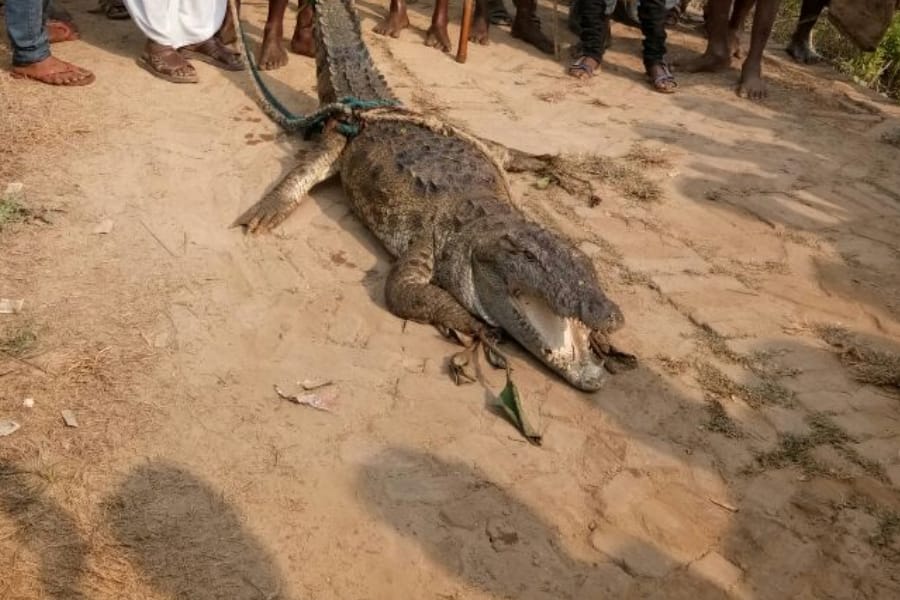 A crocodile caught in net during fishing
