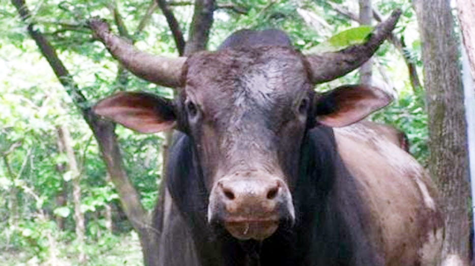 bull killed to old man in unnao