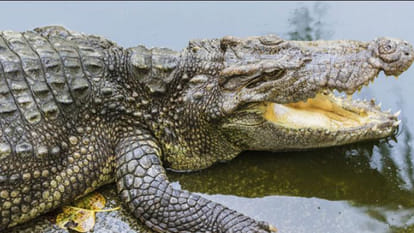 Crocodile Came out trapped into fishing net 