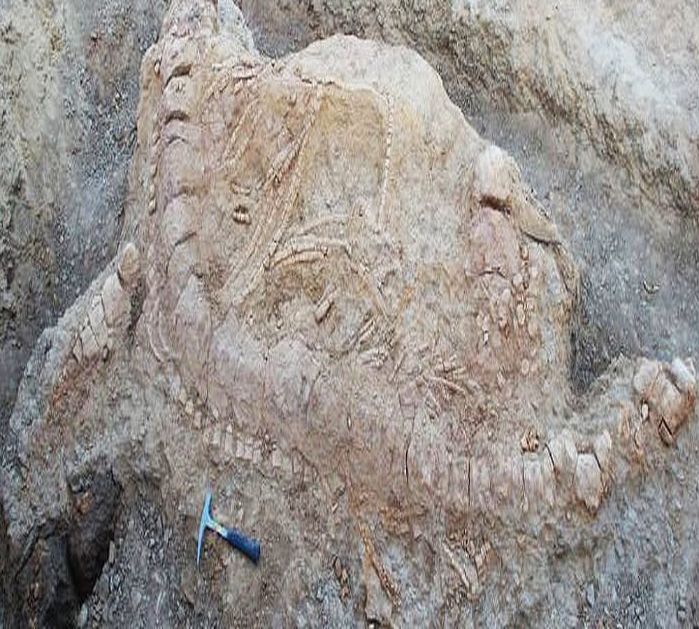 Dinosaurs found for the first time in India 