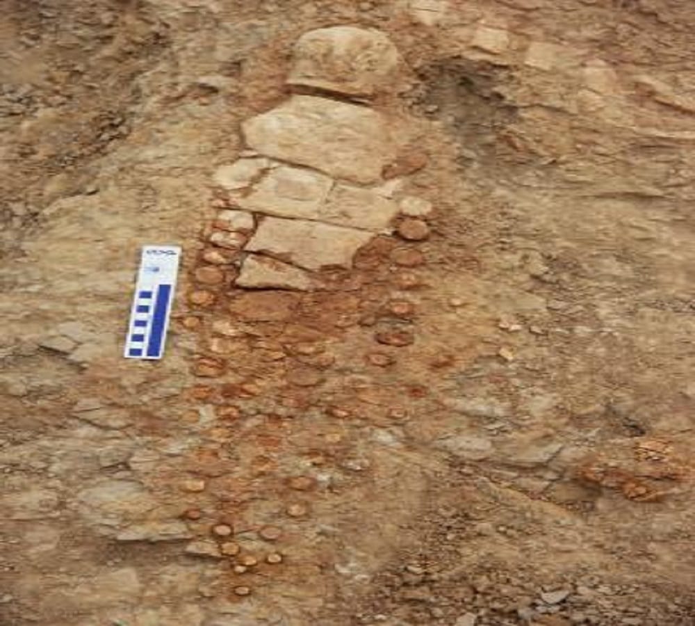 Dinosaurs found for the first time in India 