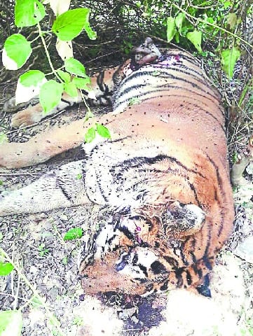 Tiger's body found in Amangarh range Tiger's See also Tiger