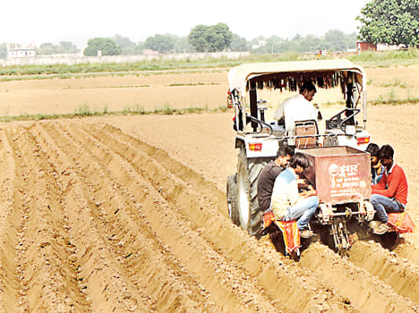 14 thousand quintals of potato consumption per month in mid daymeal