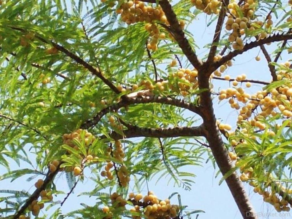 amla navami or akshaya navami on 29 october importance and its significance
