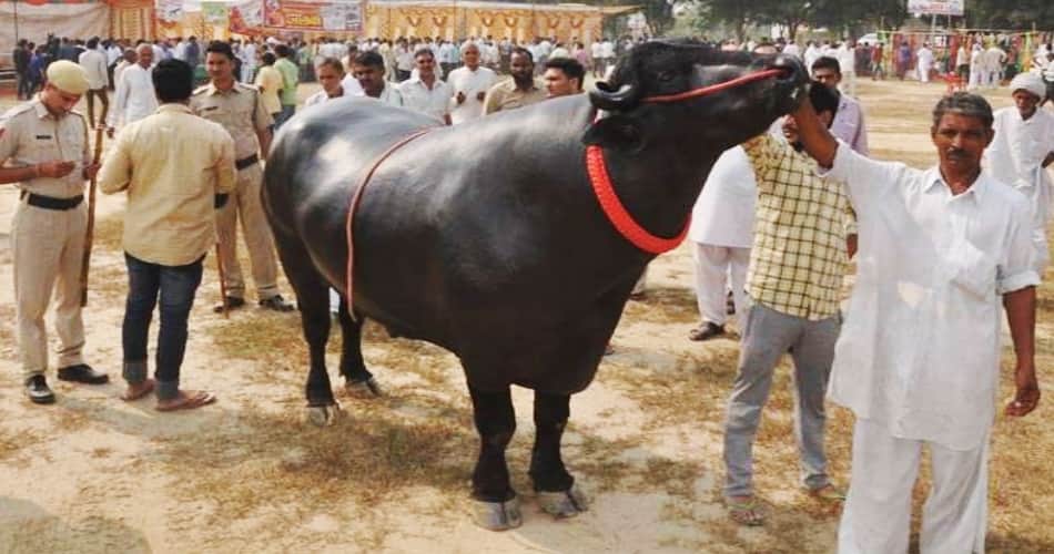 Haryana Swarna Jayanti Cattle Fair in Jhajjar 
