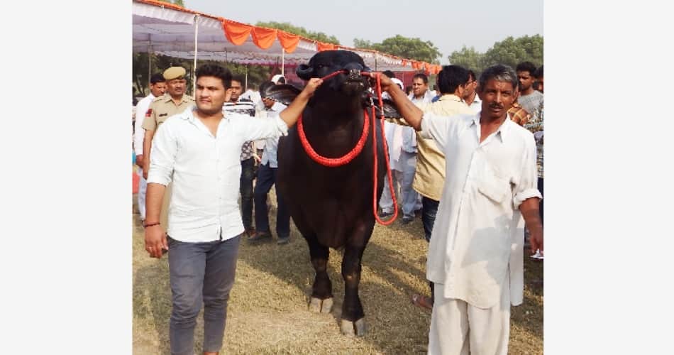 Haryana Swarna Jayanti Cattle Fair in Jhajjar 