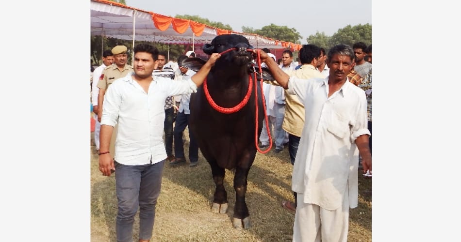 Haryana Swarna Jayanti Cattle Fair in Jhajjar 