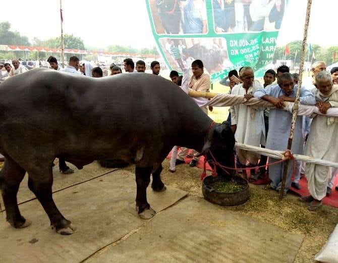 Haryana Swarna Jayanti Cattle Fair in Jhajjar 