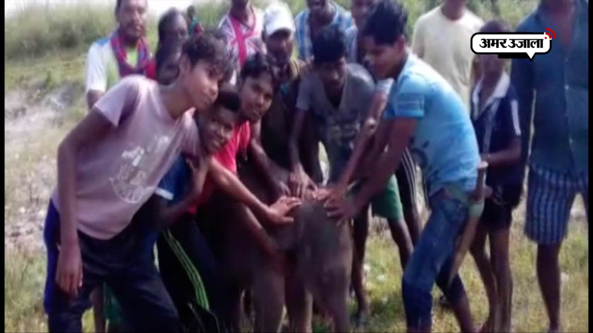 हाथी का बच्चा 