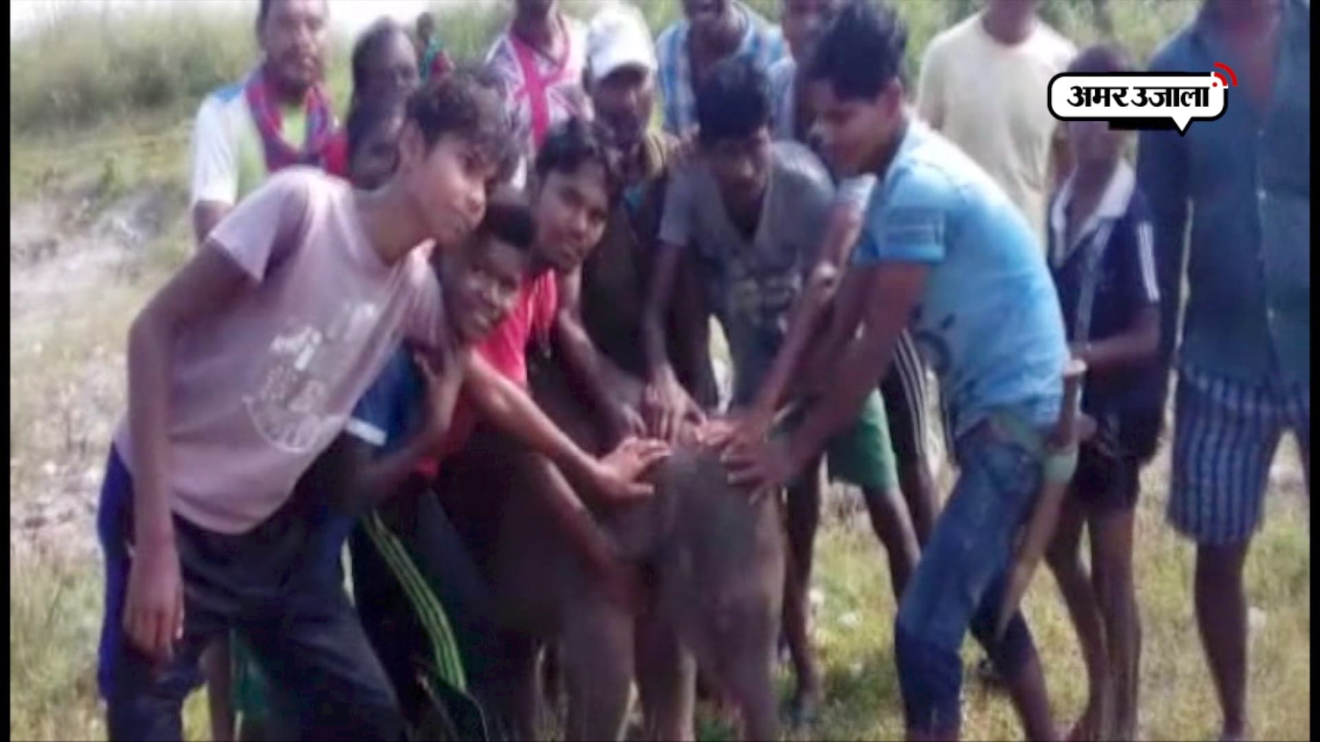 हाथी का बच्चा 