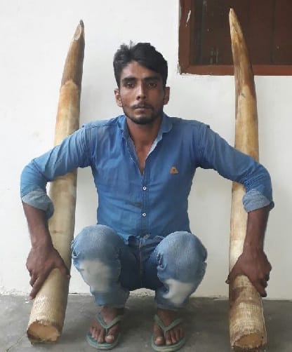 Forest guerrillas arrested in elephant teeth smuggling