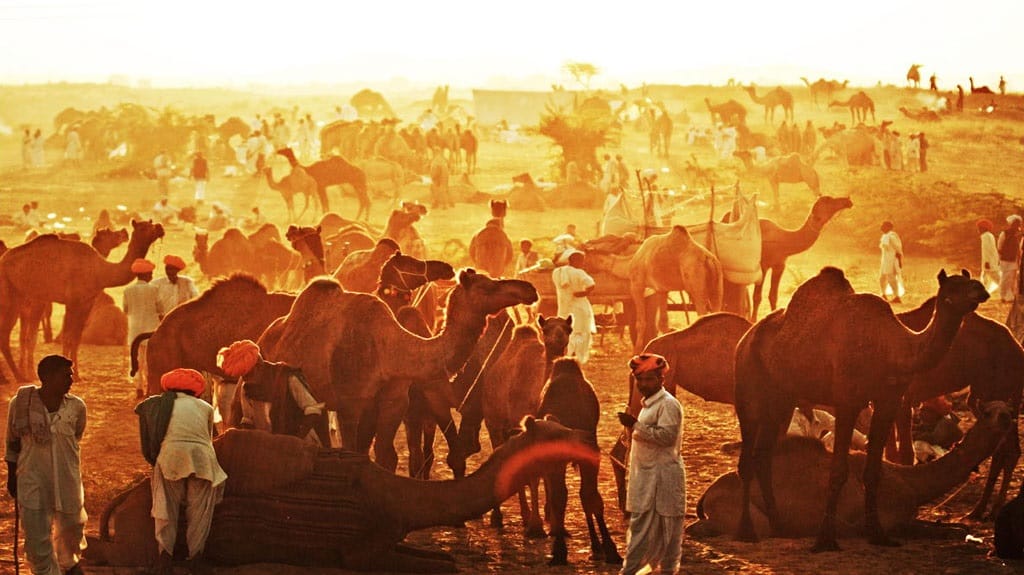 pushkar fair witnessing the biggest fall in numbers of camel this year 