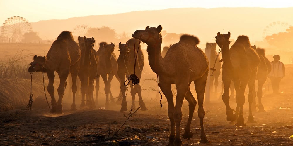 Before Coronavirus, these dangerous viruses terrorized the world