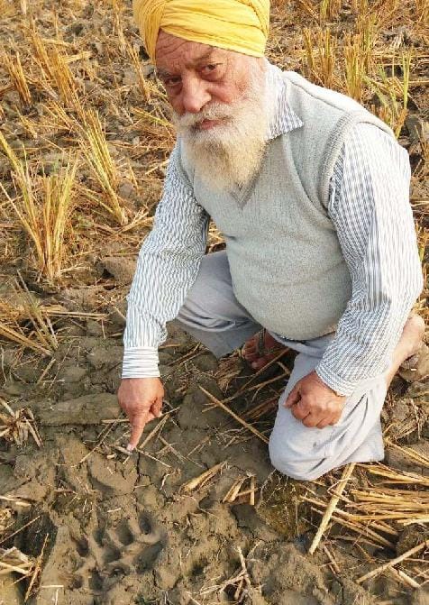 Tigers of footprint found in boatcrafts and Dumagiri fields