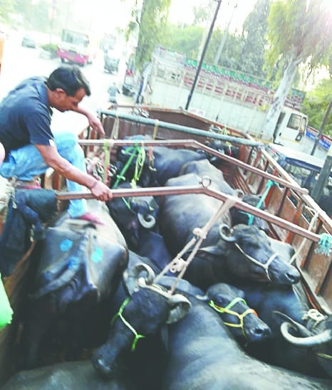 pashuo se bhara canter palta
