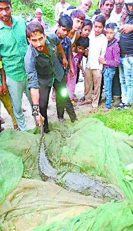 Crocodiles caught by villagers from Dhaura river