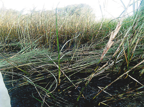 Hightane line breaks fall into sugarcane crop