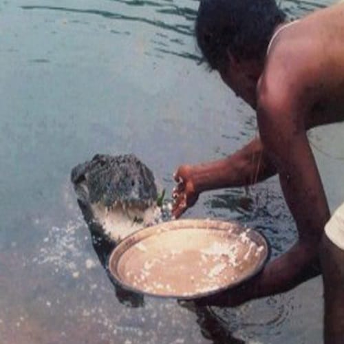 This Babiya crocodile become the guard of Kerala Anantapur Lake temple 