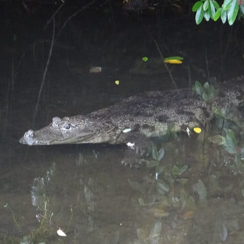 This Babiya crocodile become the guard of Kerala Anantapur Lake temple 