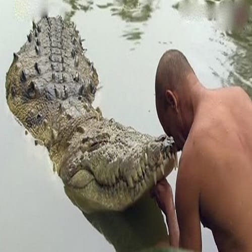 This Babiya crocodile become the guard of Kerala Anantapur Lake temple 