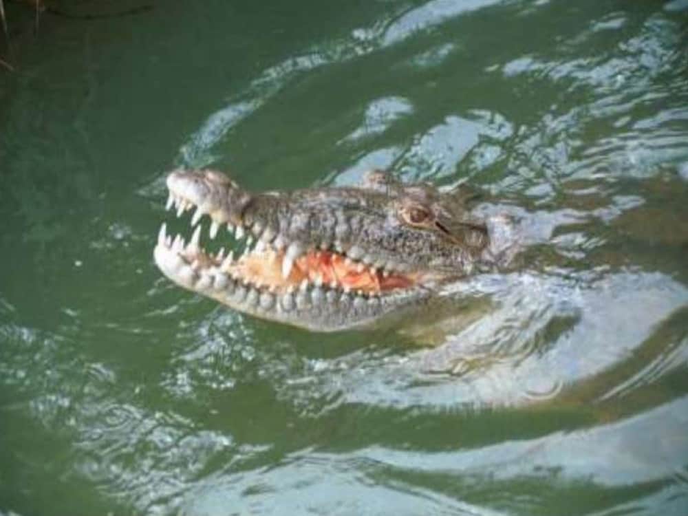 Big crocodile attack on man in sultanpur pond