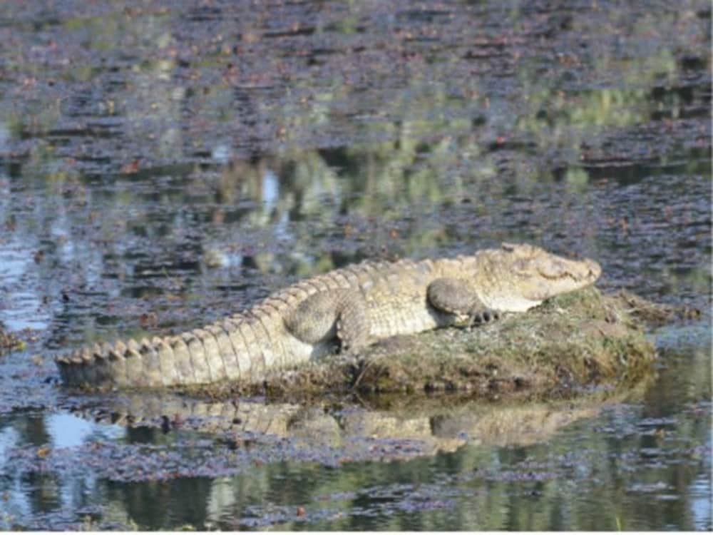 Big crocodile attack on man in sultanpur pond