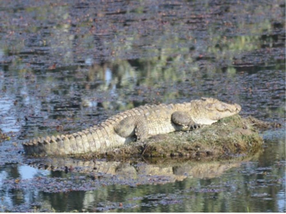 Big crocodile attack on man in sultanpur pond