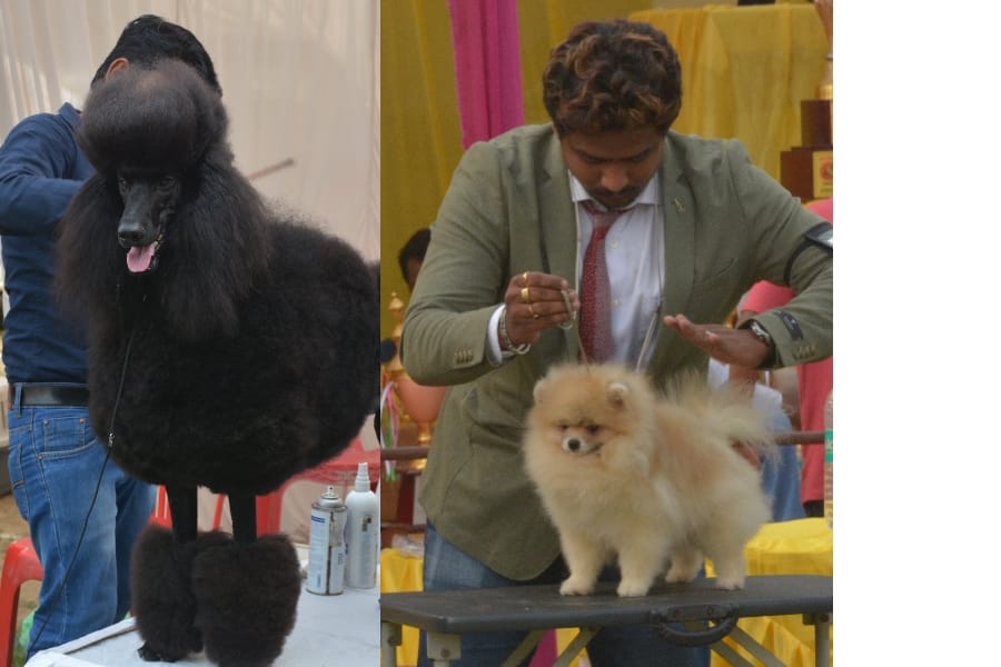 Dog fashion show in Lucknow.