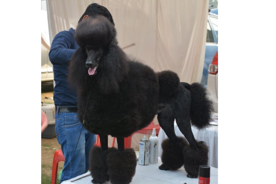 Dog fashion show in Lucknow.