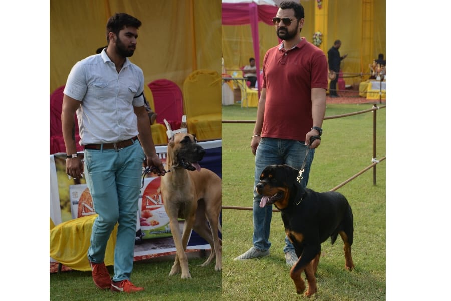 Dog fashion show in Lucknow.