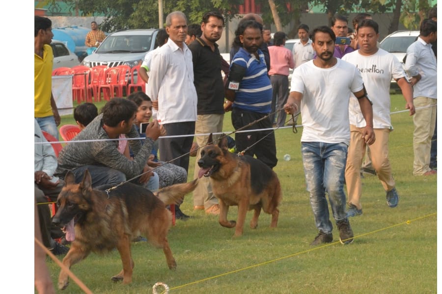 Dog fashion show in Lucknow.