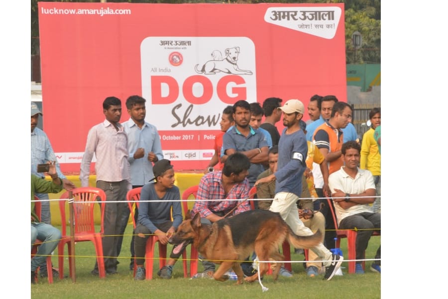 Dog fashion show in Lucknow.
