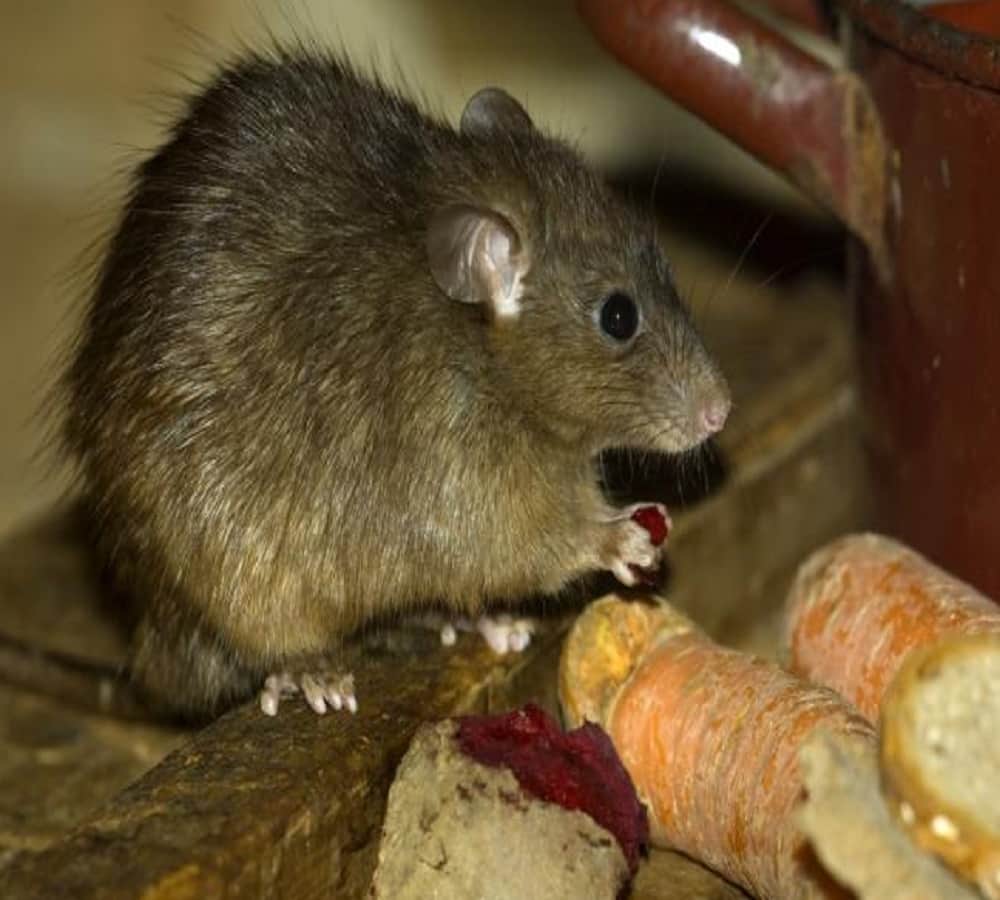 Know what it means to suddenly increase the number of mice in the house