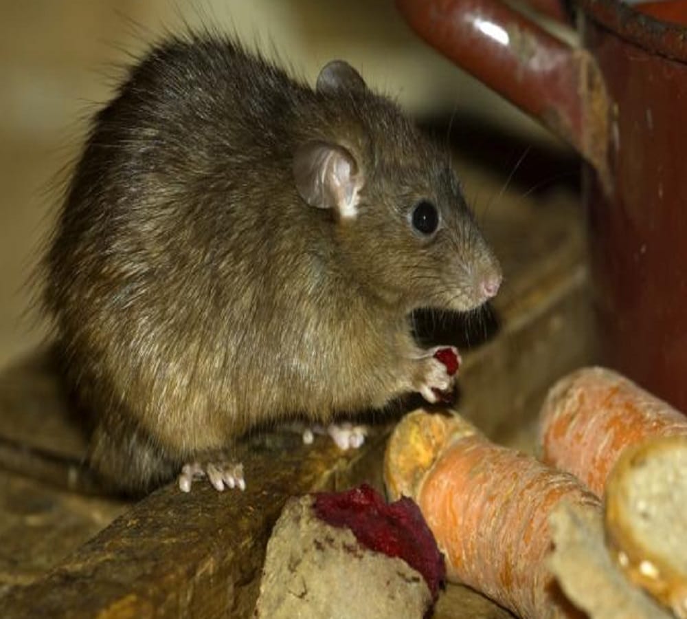 Know what it means to suddenly increase the number of mice in the house