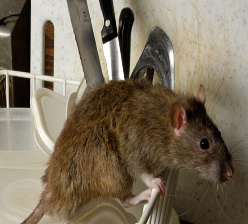 The rat cut off the electricity of ten villages